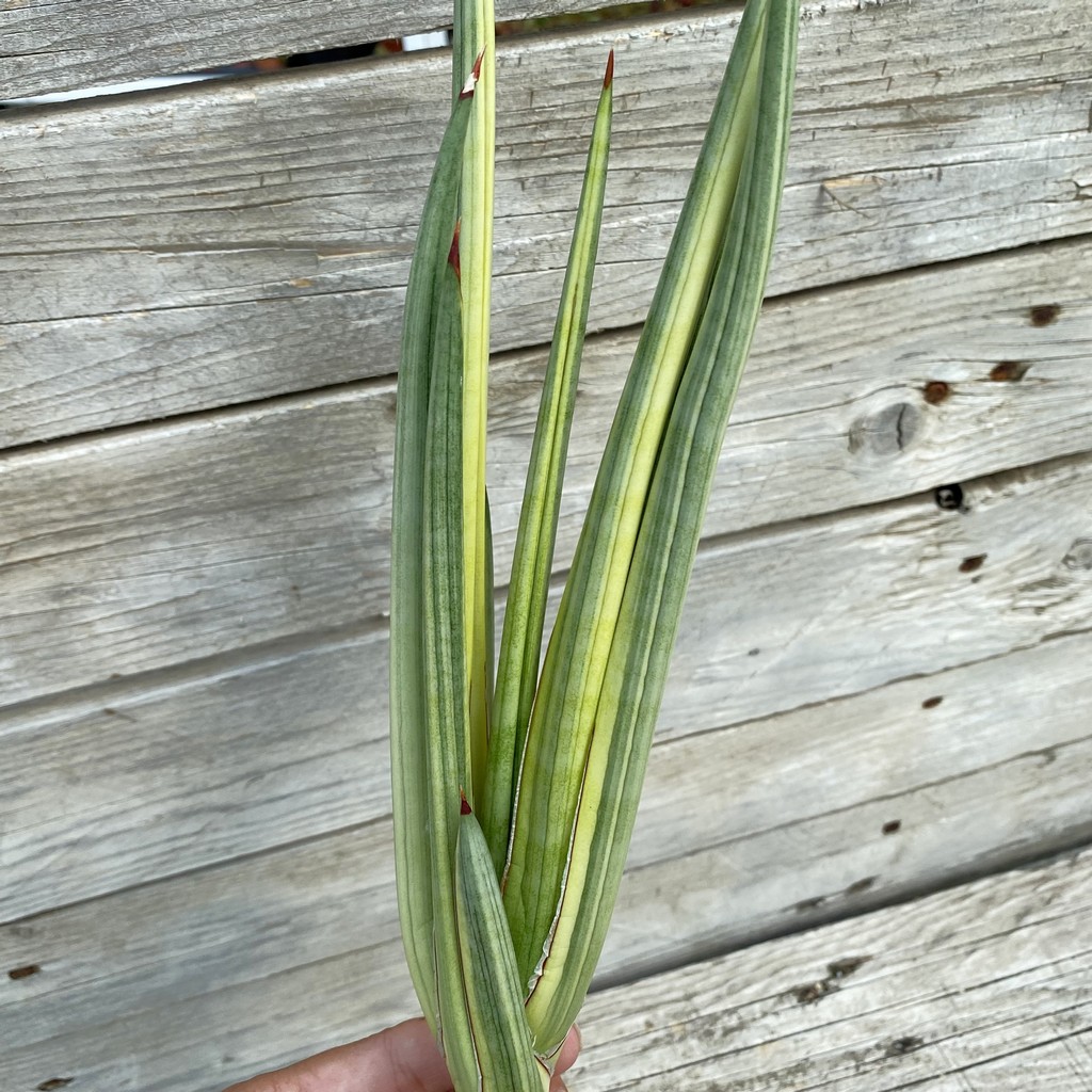 SH39918 Sansevieria ‘Royal Crown’ f. variegata