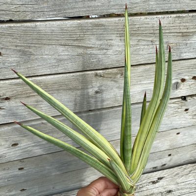 SH39919 Sansevieria ‘Royal Crown’ f. variegata