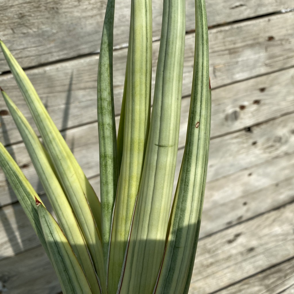 SH39919 Sansevieria ‘Royal Crown’ f. variegata - Image 2