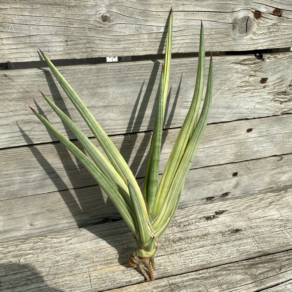 SH39919 Sansevieria ‘Royal Crown’ f. variegata - Image 3