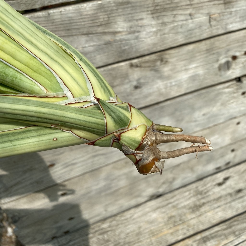 SH39919 Sansevieria ‘Royal Crown’ f. variegata - Image 4