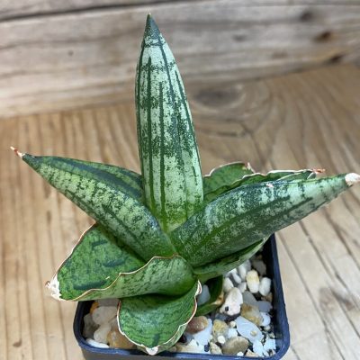 SH39920 Sansevieria ‘Green Label’