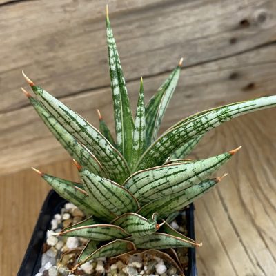 SH39922 Sansevieria ‘Lawang’ hybrid