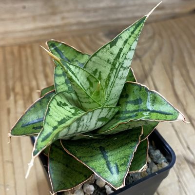 SH39923 Sansevieria ‘Kaisar’ hybrid