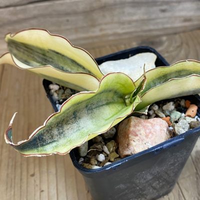 SH39924 Sansevieria kirkii ‘White’