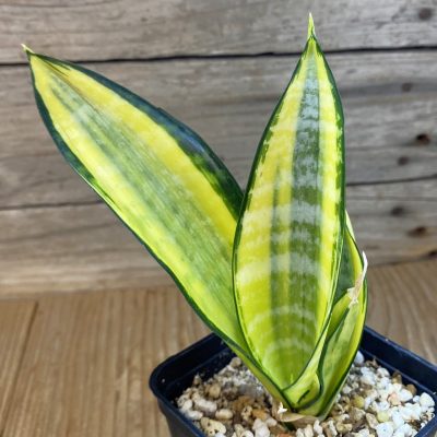 SH39925 Sansevieria ‘Asahi’