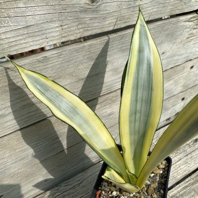 SH39926 Sansevieria ‘Moonshine Splash’