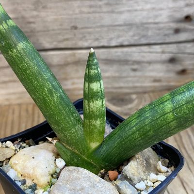 SH39927 Sansevieria ‘Boncel’