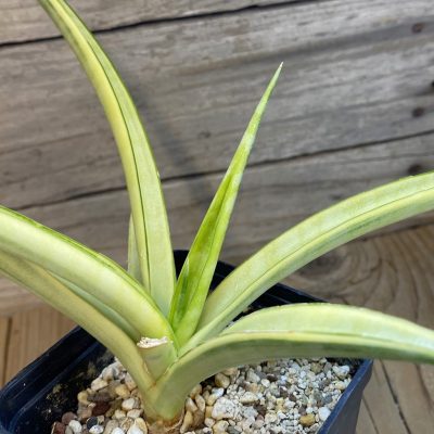 SH39928 Sansevieria gracillima f. variegata