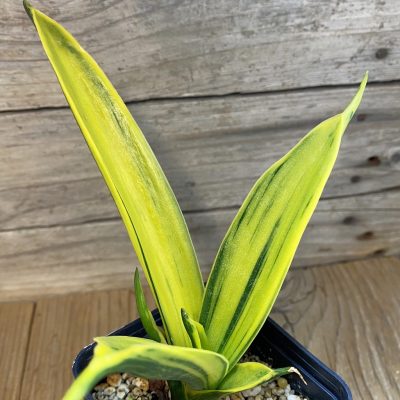 SH39929 Sansevieria trifasciata ‘Golden Flame’