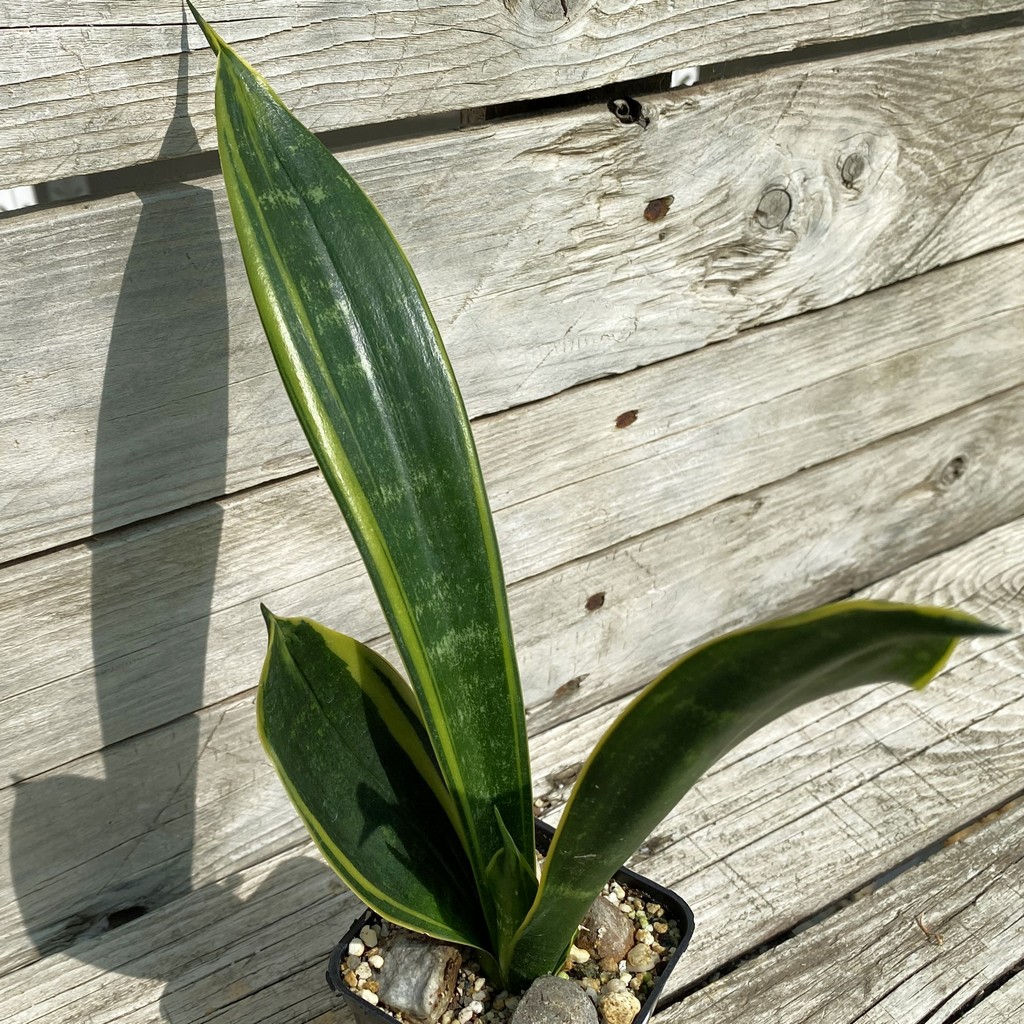 SH39930 Sansevieria trifasciata ‘Golden Flame’