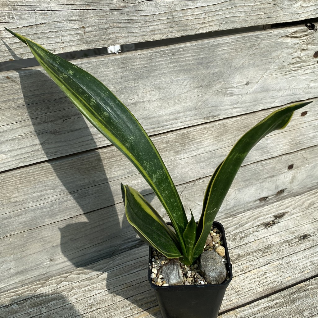 SH39930 Sansevieria trifasciata ‘Golden Flame’ - Image 2