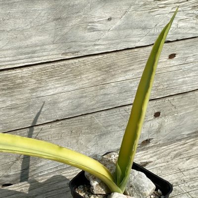 SH39931 Sansevieria ‘Katana’