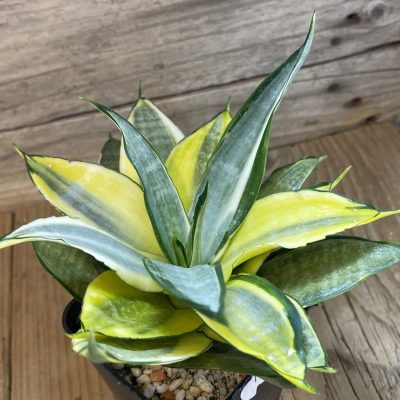 SH16317 Sansevieria hahnii 'Zebra' f. variegata