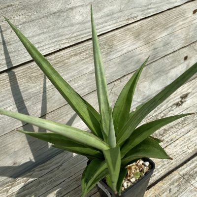 SH10818 Sansevieria 'Manee Thaewee'