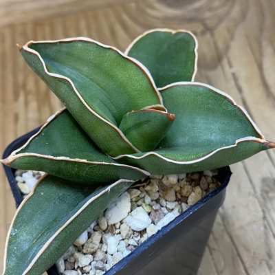 SH20235 Sansevieria 'Samurai'
