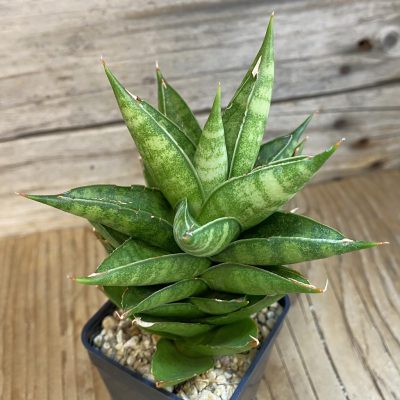 SH10817 Sansevieria 'Pagoda'
