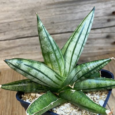 SH30612 Sansevieria 'Fatman'