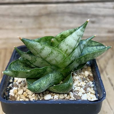 YAR29674 Sansevieria ‘Vienna’ hybrid