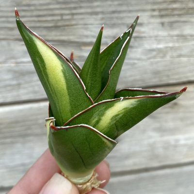 SH39875 Sansevieria ‘Tower’ f. variegata