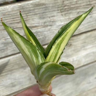 SH39876 Sansevieria ‘Suriyothai’ f. variegata
