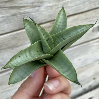 SH39878 Sansevieria ‘Alice’