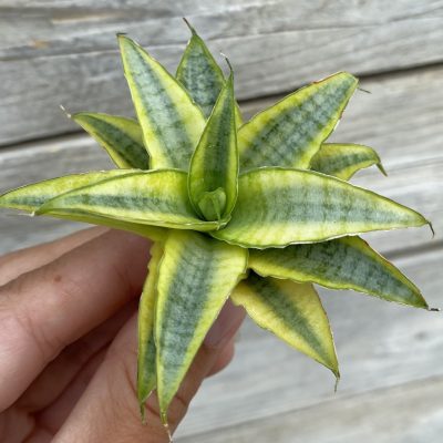 SH39879 Sansevieria ‘Sweet Celery’ f. variegata