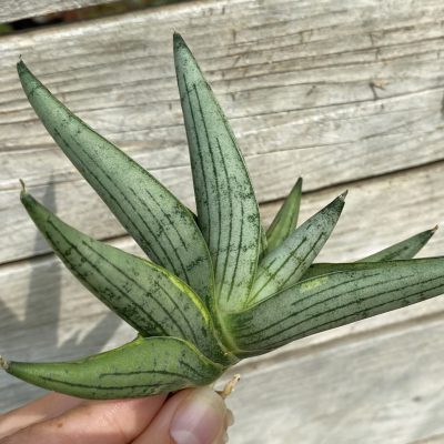 SH39880 Sansevieria ‘Rookie’ f. variegata