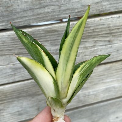 SH39881 Sansevieria ‘Suriyothai’ f. variegata