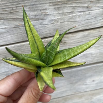 SH39882 Sansevieria 'Blorong' f. variegata
