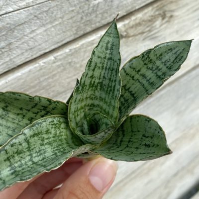 SH39869 Sansevieria 'Widuri'