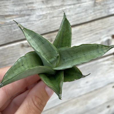 SH39883 Sansevieria ‘Windmill’