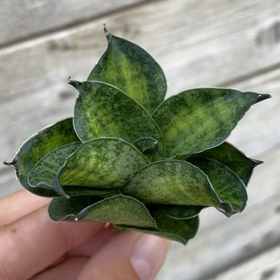 SH39884 Sansevieria ‘Mahanakorn‘ f. variegata