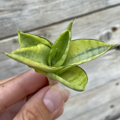 SH39885 Sansevieria ‘Manja’ f. variegata