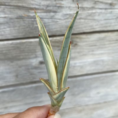 SH39886 Sansevieria ‘Silver Torch’ f. variegata