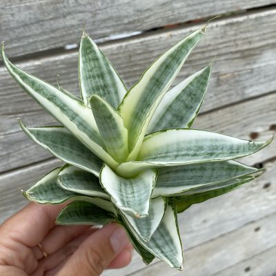 SH39888 Sansevieria ‘Gabriella White’