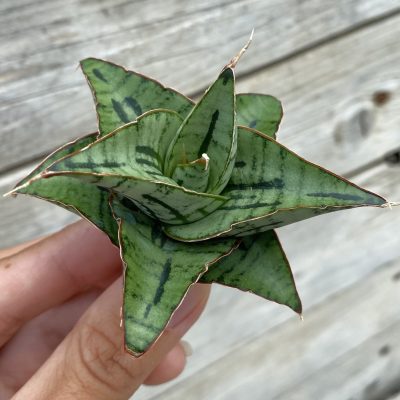 SH39890 Sansevieria ‘Kaisar’ hybrid