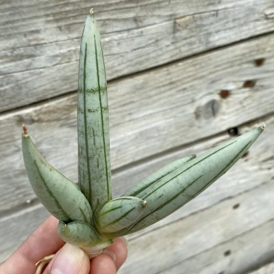 SH39891 Sansevieria ‘Boncel Silver’