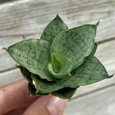 SH39892 Sansevieria 'Bidadari'