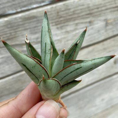 SH39893 Sansevieria 'Proton'