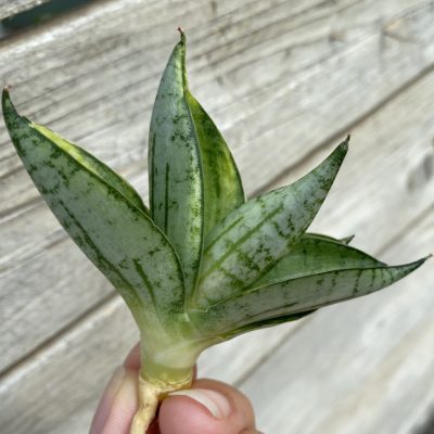 SH39870 Sansevieria ‘Manja’ f. variegata