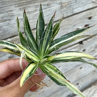 SH39895 Agave filifera f. variegata