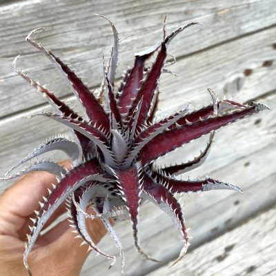 SH39896 Dyckia 'Keswick'