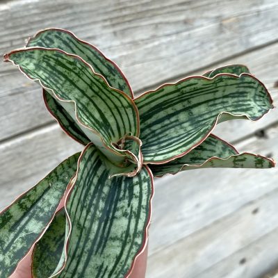 SH39898 Sansevieria ‘Cleopatra’ hybrid