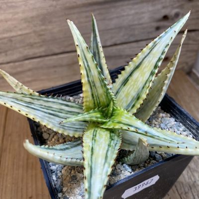 SH39967 Aloe jucunda f. variegata