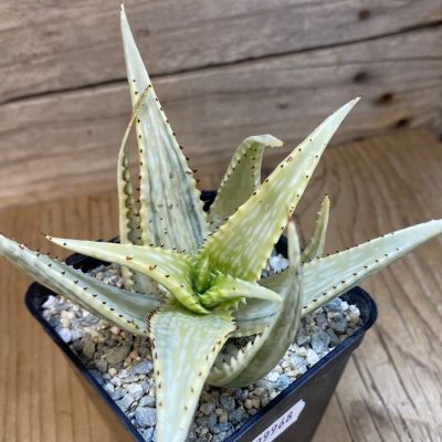 SH39968 Aloe jucunda f. variegata