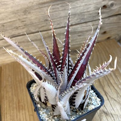 SH39969 Dyckia ‘Keswick’