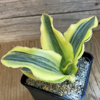 SH39970 Sansevieria 'Katana'