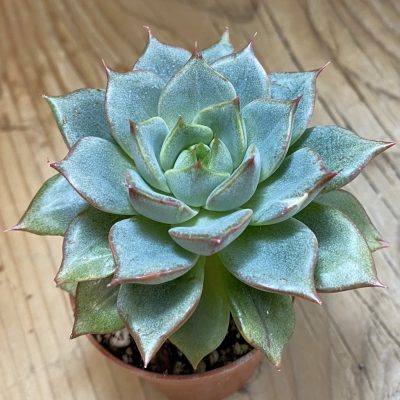 SH39936 Echeveria purpusorum white
