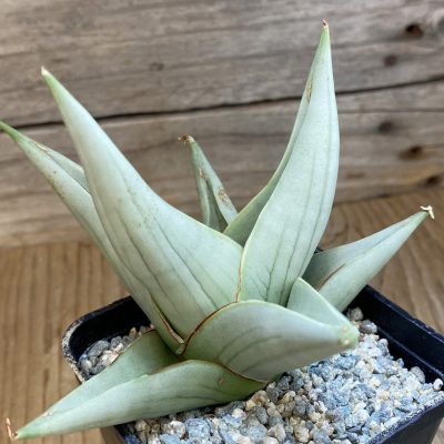 SH39973 Sansevieria 'Chanin Thorut' hybrid